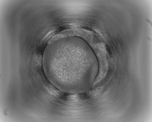 X0000095520325200712281505