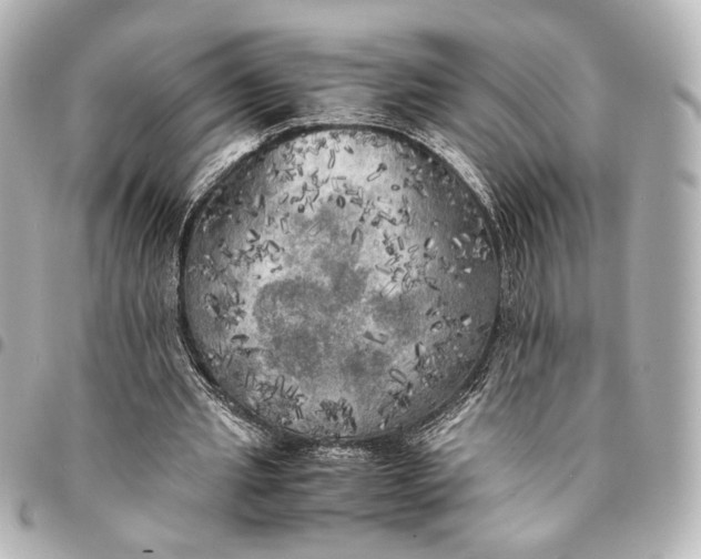 X0000095520437200712281503