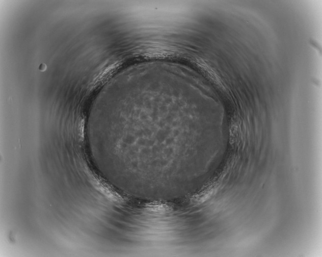 X0000095520454200712281503