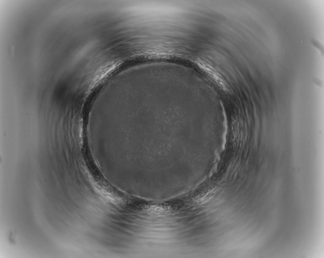 X0000095520494200712281503