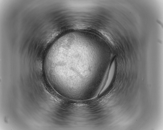 X0000095520539200712281502