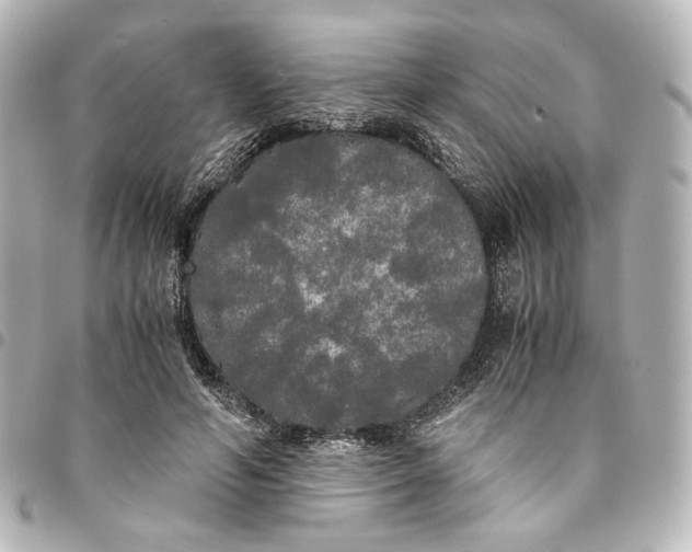 X0000095520594200712281502