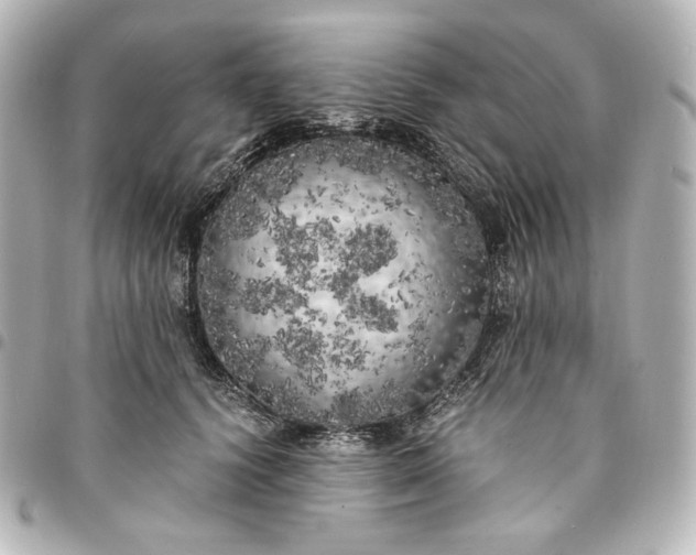 X0000095520656200712281501