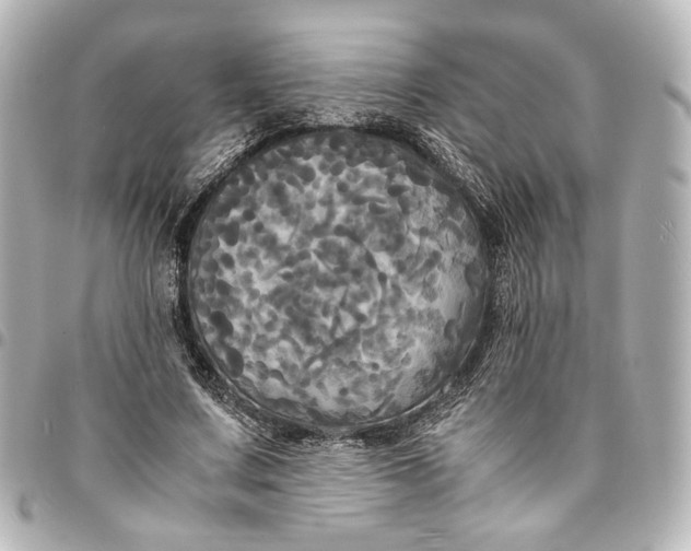 X0000095520683200712281500