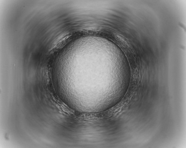 X0000095520774200712281459