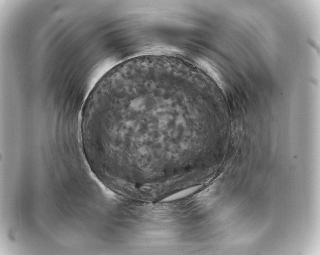 X0000095521103200712281454