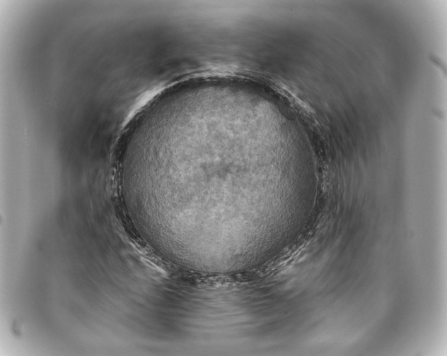 X0000095521208200712281453