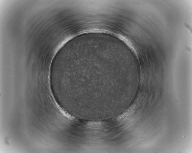 X0000095521237200712281453