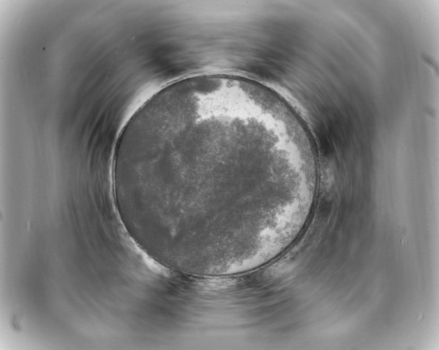 X0000095521294200712281452