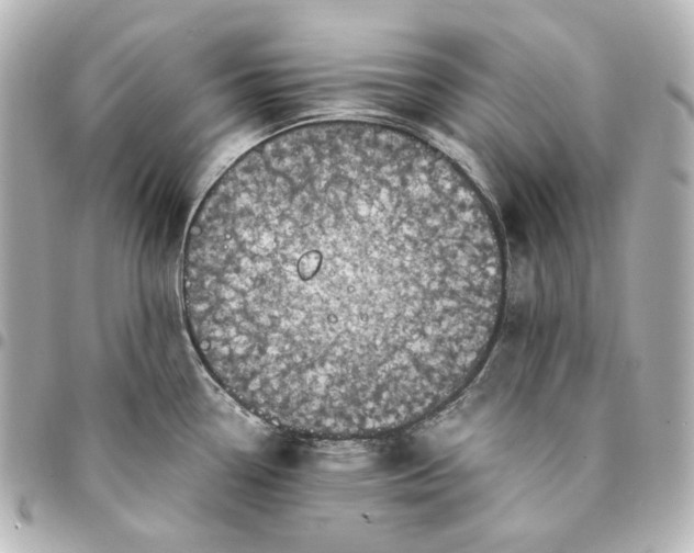 X0000095521338200712281452