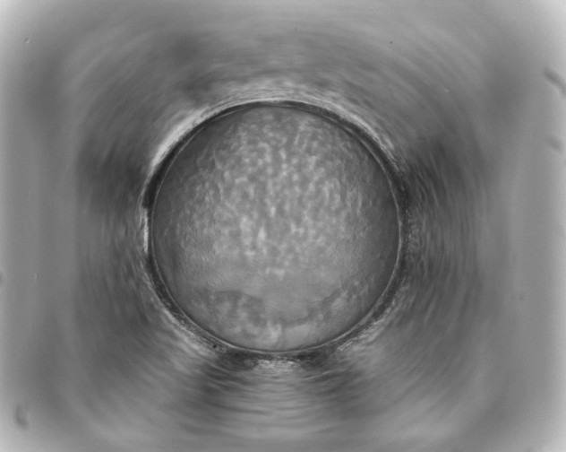 X0000095521509200712281448