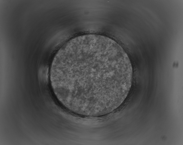 X0000095520024200801041233