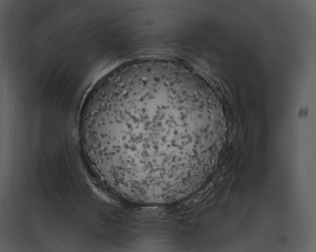 X0000095520050200801041232