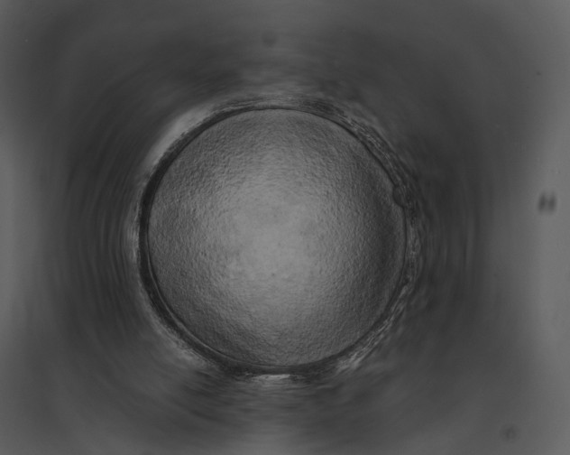 X0000095520054200801041232