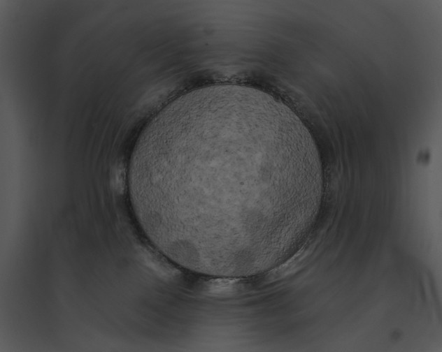 X0000095520090200801041233