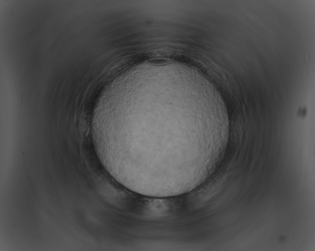 X0000095520091200801041233