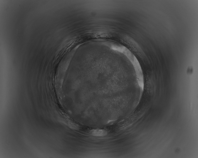 X0000095520169200801041231