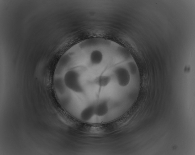 X0000095520173200801041231