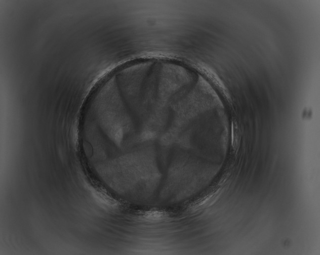 X0000095520204200801041230