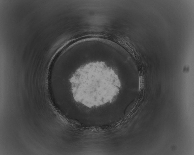 X0000095520243200801041229