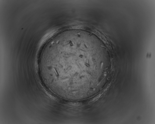 X0000095520245200801041229