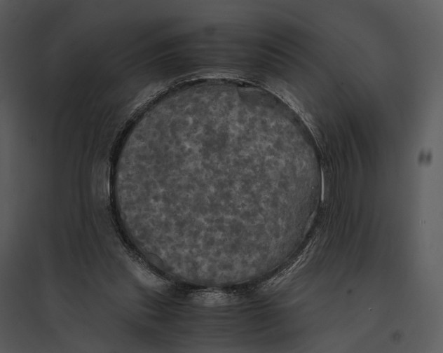 X0000095520253200801041229