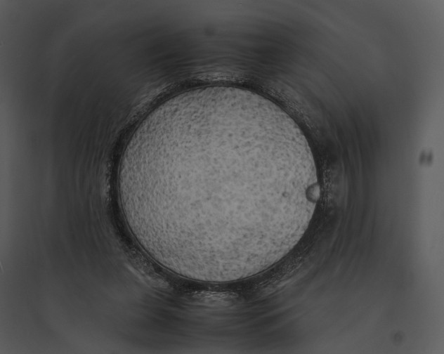 X0000095520255200801041229