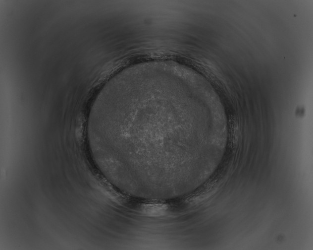 X0000095520266200801041229