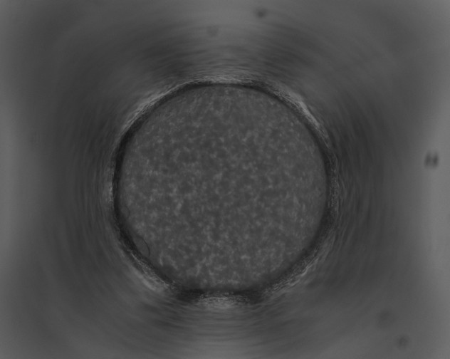 X0000095520299200801041229