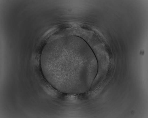 X0000095520325200801041229