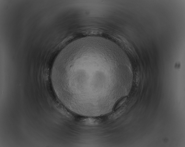 X0000095520326200801041229