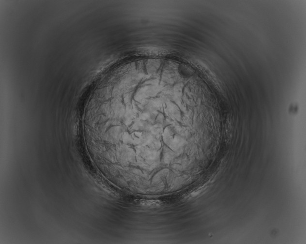 X0000095520355200801041228