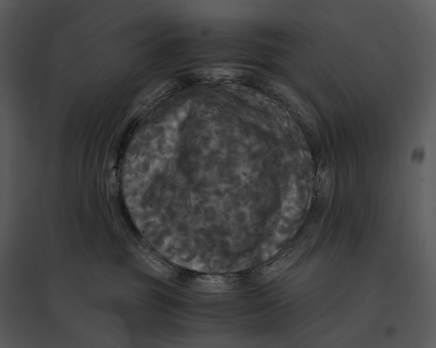 X0000095520381200801041228