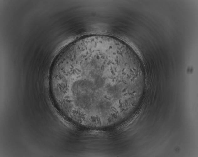 X0000095520437200801041226