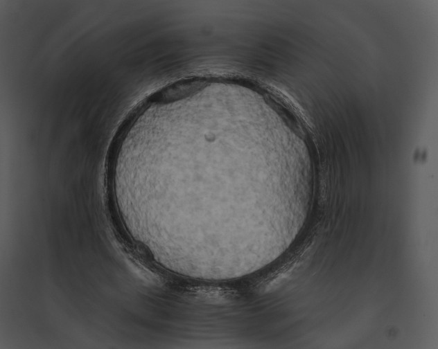 X0000095520439200801041226