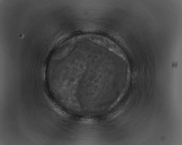 X0000095520454200801041226