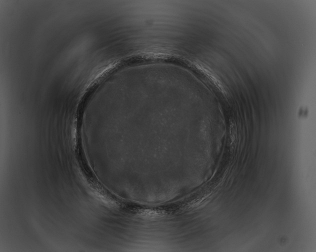 X0000095520494200801041226