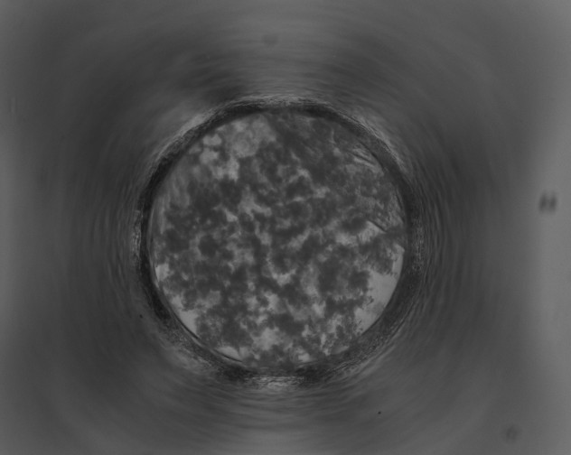 X0000095520495200801041226