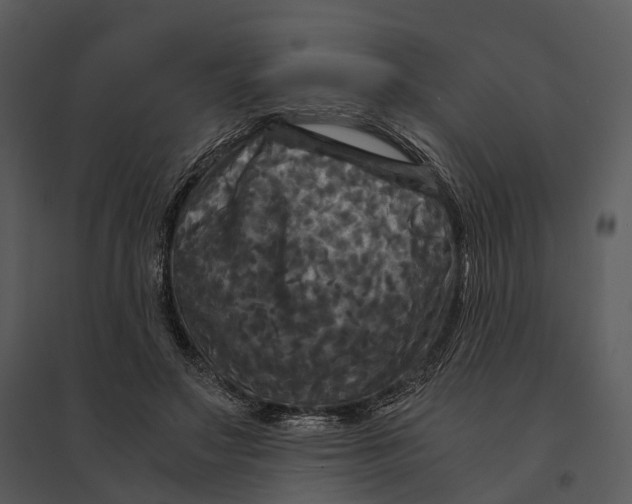 X0000095520499200801041226