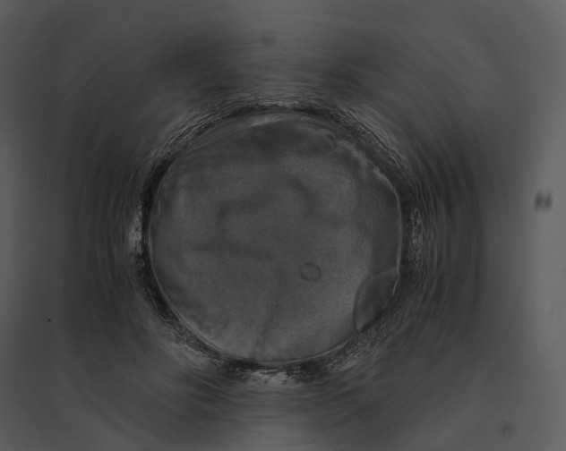 X0000095520502200801041226