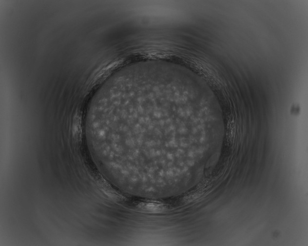 X0000095520506200801041226