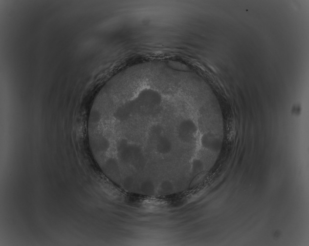 X0000095520515200801041226