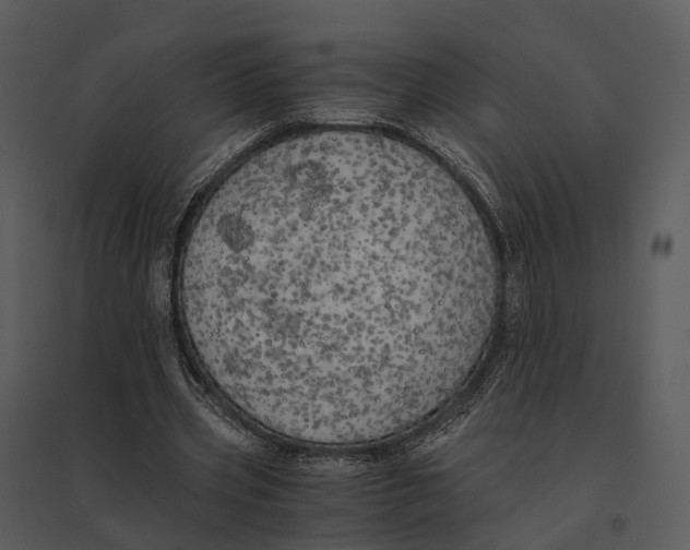 X0000095520533200801041225