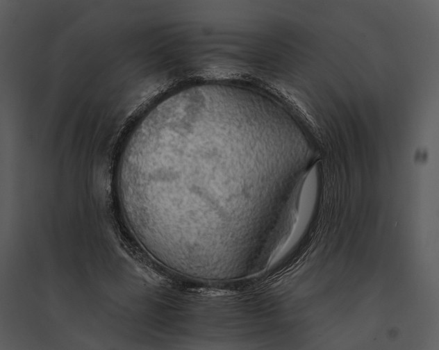 X0000095520539200801041225