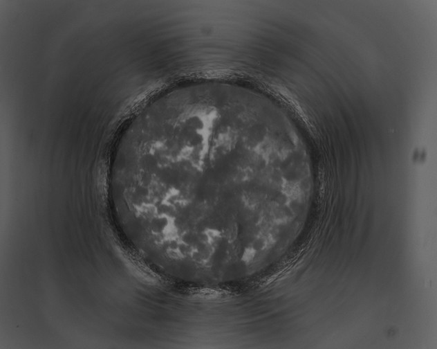 X0000095520542200801041225