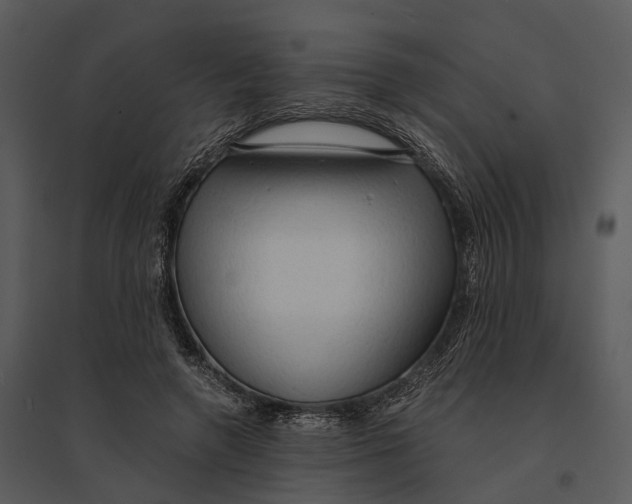 X0000095520546200801041225