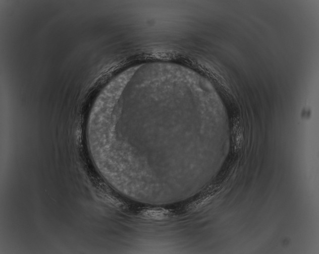 X0000095520595200801041225