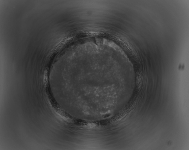 X0000095520598200801041224