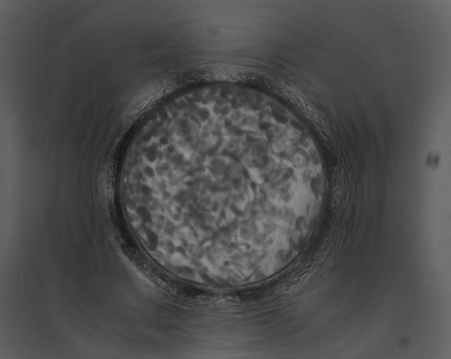 X0000095520683200801041223