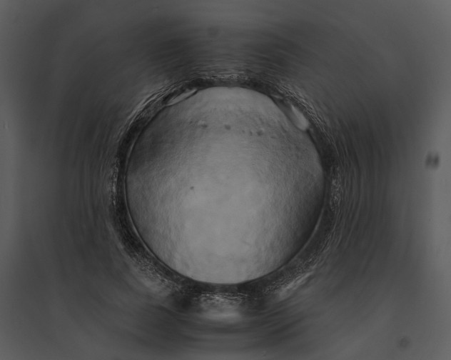 X0000095520739200801041222